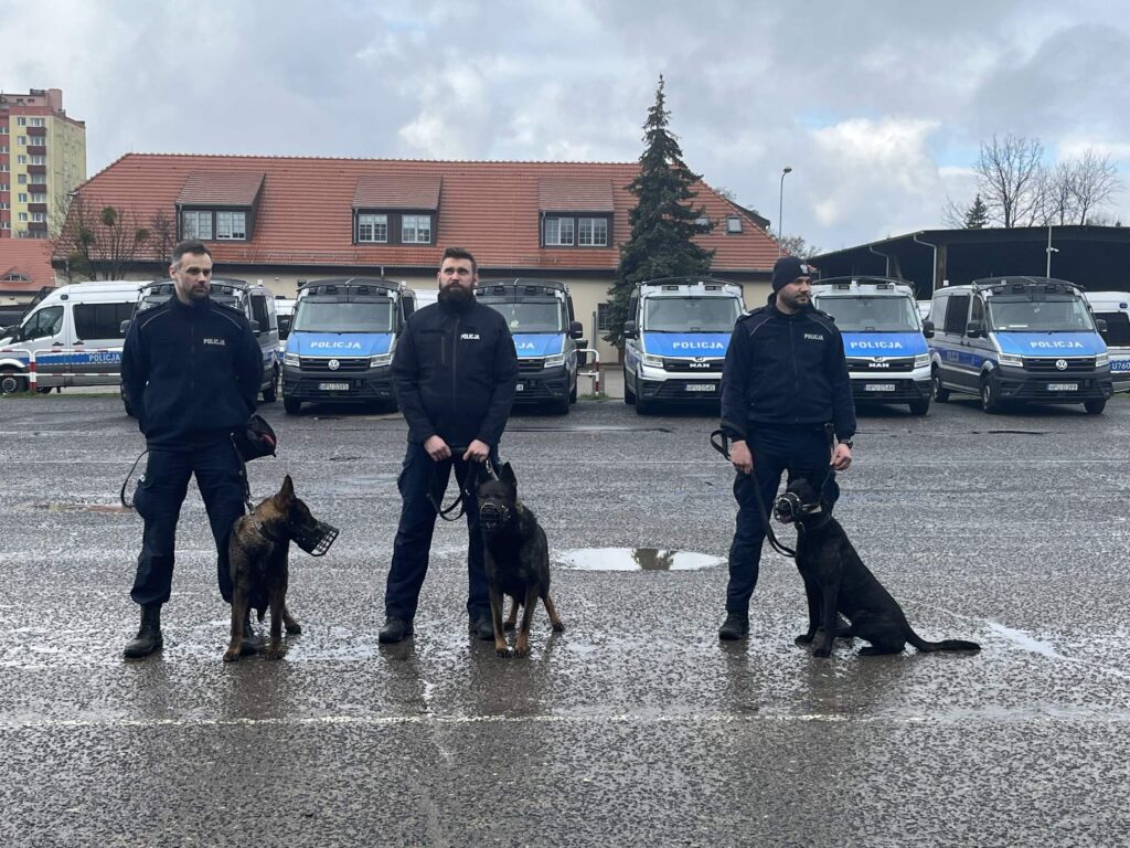 Trzech policjantów w mundurach stoi na parkingu z policyjnymi psami przed rzędem radiowozów.